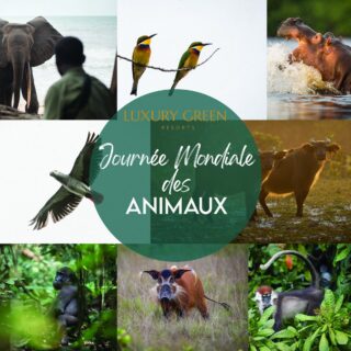 Ce mercredi 4 octobre, nous célébrons la Journée mondiale des Animaux 🐒🦍🐘🐋. 
Préserver notre faune exceptionnelle en aidant notamment à la lutte contre le braconnage, sur nos sites de Pongara Lodge et Loango Camps est une de nos missions principales. 
Ensemble, valorisons le patrimoine naturel gabonais en protégeant les animaux. 🌍
_______________________________

This Wednesday 4 October, we celebrate World Animal Day 🐒🦍🐘🐋. 
Preserving our exceptional wildlife by helping to combat poaching at our Pongara Lodge and Loango Camps sites is one of our main missions. 
Together, let's enhance Gabon's natural heritage by protecting the animals. 🌍

#JournéeMondialeDesAnimaux #ProtectionAnimale #LGR #wildlife #pongaralodge #LoangoCamps