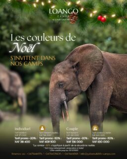 Pour ces fêtes, Luxury Green Resorts orchestre deux expériences d’exception : les safaris rares de @loangocamps  et l’intimité plage-forêt de @pongaralodgeofficial .
Deux destinations, une même signature : un Noël confidentiel au cœur des parcs gabonais ✨

#LuxuryGreenResorts #LoangoCamps #PongaraLodge #NoelAuGabon #EcoLuxe