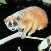 Angwantibo doré