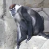Mangabey à tête rouge