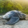 Tortue luth