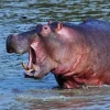 Hippopotame
