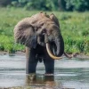 Éléphant de forêt