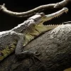 Crocodile à museau fin