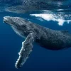 Baleine à bosse