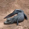 Crocodile nain