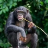 Chimpanzé